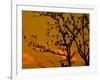 A Massive Group of Starlings Rest in a Tree at Sunrise-Alex Saberi-Framed Photographic Print