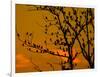 A Massive Group of Starlings Rest in a Tree at Sunrise-Alex Saberi-Framed Photographic Print