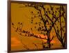 A Massive Group of Starlings Rest in a Tree at Sunrise-Alex Saberi-Framed Photographic Print