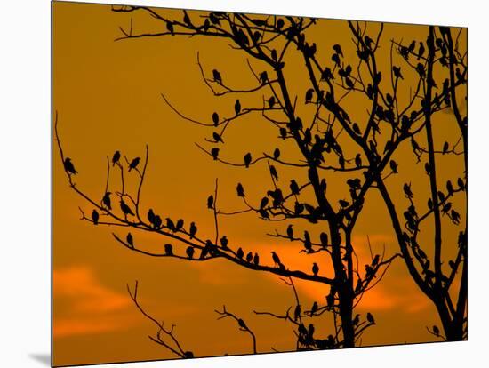 A Massive Group of Starlings Rest in a Tree at Sunrise-Alex Saberi-Mounted Photographic Print