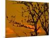 A Massive Group of Starlings Rest in a Tree at Sunrise-Alex Saberi-Mounted Photographic Print