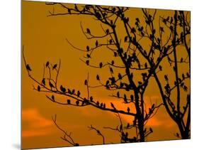 A Massive Group of Starlings Rest in a Tree at Sunrise-Alex Saberi-Mounted Photographic Print