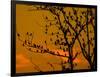 A Massive Group of Starlings Rest in a Tree at Sunrise-Alex Saberi-Framed Photographic Print