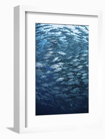 A Massive School of Bigeye Trevally Near Cocos Island, Costa Rica-Stocktrek Images-Framed Photographic Print