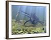A Massive Shonisaurus Attempts to Make a Meal of a School of Squid-Like Belemnites-Stocktrek Images-Framed Photographic Print
