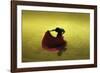 A Matador Warming Up in a Private Arena-null-Framed Photographic Print