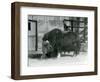 A Mature Bull Muskox, also Spelled Musk Ox and Musk-Ox Standing, Eating in His Paddock at London Zo-Frederick William Bond-Framed Giclee Print