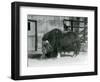 A Mature Bull Muskox, also Spelled Musk Ox and Musk-Ox Standing, Eating in His Paddock at London Zo-Frederick William Bond-Framed Giclee Print