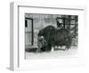 A Mature Bull Muskox, also Spelled Musk Ox and Musk-Ox Standing, Eating in His Paddock at London Zo-Frederick William Bond-Framed Giclee Print