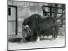 A Mature Bull Muskox, also Spelled Musk Ox and Musk-Ox Standing, Eating in His Paddock at London Zo-Frederick William Bond-Mounted Giclee Print