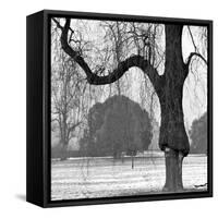 A Mature Weeping Tree in Winter in Kew Gardens with Other Trees Behind, Greater London-John Gay-Framed Stretched Canvas