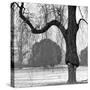 A Mature Weeping Tree in Winter in Kew Gardens with Other Trees Behind, Greater London-John Gay-Stretched Canvas