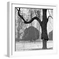 A Mature Weeping Tree in Winter in Kew Gardens with Other Trees Behind, Greater London-John Gay-Framed Photographic Print