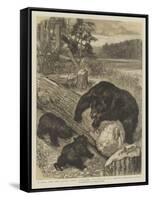 A Meal for the Little Ones, Searching for Beetles in a North American Forest-null-Framed Stretched Canvas