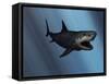 A Megalodon Shark from the Cenozoic Era-Stocktrek Images-Framed Stretched Canvas