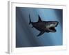 A Megalodon Shark from the Cenozoic Era-Stocktrek Images-Framed Photographic Print