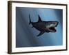 A Megalodon Shark from the Cenozoic Era-Stocktrek Images-Framed Photographic Print