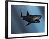 A Megalodon Shark from the Cenozoic Era-Stocktrek Images-Framed Photographic Print