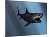 A Megalodon Shark from the Cenozoic Era-Stocktrek Images-Mounted Photographic Print