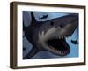 A Megalodon Shark from the Cenozoic Era-Stocktrek Images-Framed Photographic Print