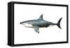 A Megalodon Shark from the Cenozoic Era-null-Framed Stretched Canvas