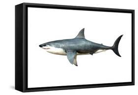 A Megalodon Shark from the Cenozoic Era-null-Framed Stretched Canvas