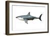 A Megalodon Shark from the Cenozoic Era-null-Framed Premium Giclee Print