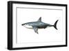 A Megalodon Shark from the Cenozoic Era-null-Framed Premium Giclee Print