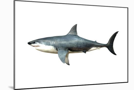 A Megalodon Shark from the Cenozoic Era-null-Mounted Premium Giclee Print