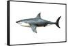 A Megalodon Shark from the Cenozoic Era-null-Framed Stretched Canvas