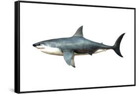 A Megalodon Shark from the Cenozoic Era-null-Framed Stretched Canvas