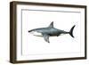 A Megalodon Shark from the Cenozoic Era-null-Framed Art Print