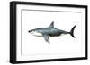 A Megalodon Shark from the Cenozoic Era-null-Framed Art Print