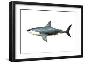 A Megalodon Shark from the Cenozoic Era-null-Framed Art Print