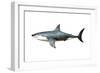 A Megalodon Shark from the Cenozoic Era-null-Framed Art Print