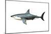 A Megalodon Shark from the Cenozoic Era-null-Mounted Art Print