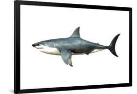 A Megalodon Shark from the Cenozoic Era-null-Framed Art Print