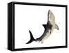 A Megalodon Shark from the Cenozoic Era-null-Framed Stretched Canvas