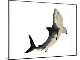 A Megalodon Shark from the Cenozoic Era-null-Mounted Art Print