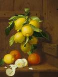 Still Life of Lemons and Oranges-A. Menasque-Giclee Print