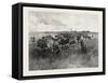 A Mennonite Girl Herding Cattle, Canada, Nineteenth Century-null-Framed Stretched Canvas