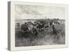 A Mennonite Girl Herding Cattle, Canada, Nineteenth Century-null-Stretched Canvas