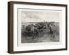 A Mennonite Girl Herding Cattle, Canada, Nineteenth Century-null-Framed Giclee Print