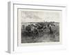 A Mennonite Girl Herding Cattle, Canada, Nineteenth Century-null-Framed Giclee Print