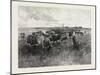 A Mennonite Girl Herding Cattle, Canada, Nineteenth Century-null-Mounted Giclee Print