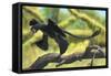 A Microraptor Perched on a Tree Branch-null-Framed Stretched Canvas