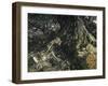 A Midsummer Night's Dream-Arthur Rackham-Framed Giclee Print