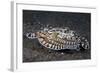 A Mimic Octopus (Thaumoctopus Mimicus) Makes A 'Poisonous Sole' Impression, Java Sea, Puri Jati-Alex Mustard-Framed Photographic Print