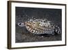 A Mimic Octopus (Thaumoctopus Mimicus) Makes A 'Poisonous Sole' Impression, Java Sea, Puri Jati-Alex Mustard-Framed Photographic Print