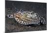 A Mimic Octopus (Thaumoctopus Mimicus) Makes A 'Poisonous Sole' Impression, Java Sea, Puri Jati-Alex Mustard-Mounted Photographic Print